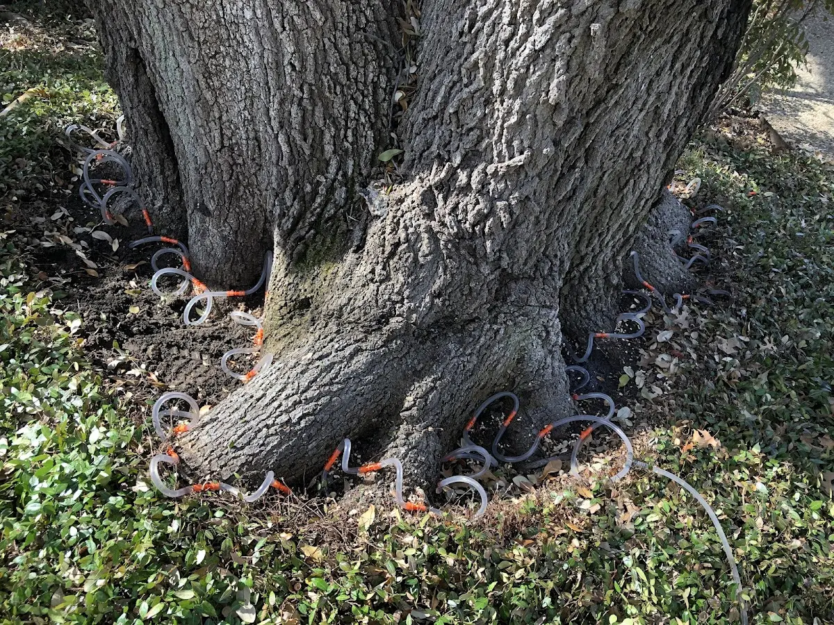 Detailed Tree Cabling and Bracing job site in Stuyvesant Falls